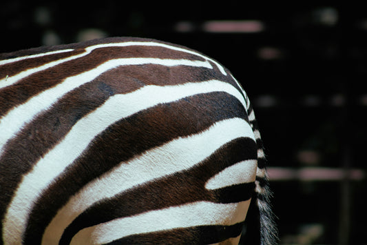 ¿Qué es el “zebra striping”? Te lo contamos en este post y te damos algunos consejos para probarlo